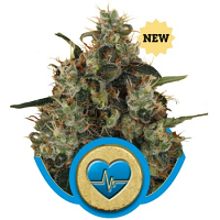 Medical Mass CBD – Feminized – Royal Queen Seeds