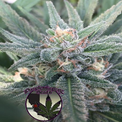 SILVER LINE Purple Caper OG - Regular - Purple Caper Seeds
