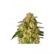 TnT Trichome - Feminized - Super Sativa Seed Club