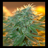 House of the Great Gardener Seeds Jean Guy Feminised