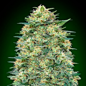 Auto White Widow - Feminized - OO Seeds