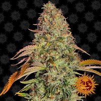 Barney's Farm Seeds Zkittles O.G. Auto Feminized