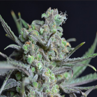 CBD Seeds Critical Feminized
