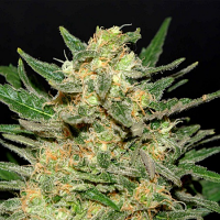Kannabia Seeds Thai Fantasy Feminized