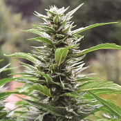 Blueberry Headband CBD - Feminized - Emerald Triangle Seeds