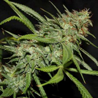 Connoisseur Genetics Seeds Sour Hazy Jones Regular