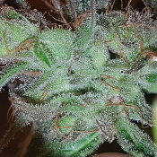 Buddas Dog - Regular - Connoisseur Genetics