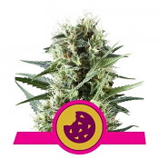 Royal Cookies - Feminized - Royal Queen Seeds