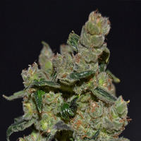 CBD Seeds Diesel Feminised