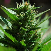 Shortstuff Seeds Shortstuff #1 Auto Feminised