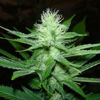 Seedism Seeds CheeseWreck Feminized