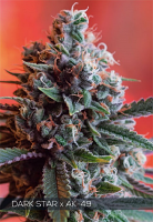 Vision Seeds Dark Star x AK-49 Feminized