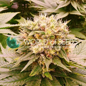 Harlequeen THC Free - Feminized - World of Seeds