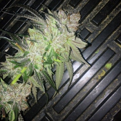 Strawpicanna - Regular - ONI Seed Co