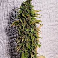 Holy Smoke Seeds London O.G. Regular