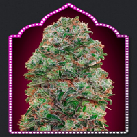 OO Seeds Bubble Gum Feminized
