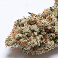 Cake Bomb - Regular - Prolific Coast Seeds