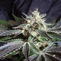 Sweet Seeds Black Jack F1 Fast Version Feminized