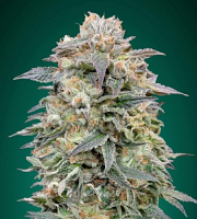 Shark Widow CBD - Feminized - Advanced Seeds