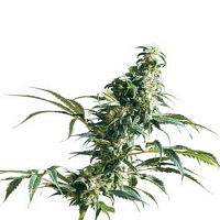 Mexican Sativa – Regular – Sensi Seeds