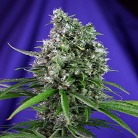Sweet Seeds Sweet Trainwreck Auto Feminized