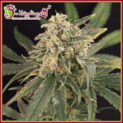 Sour Tang Kripple - Feminized - Dr Krippling Seeds