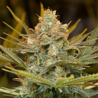 2025 Cannabis Seed Collection - Three Blue Kings - Feminized