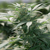 Morning Star - Feminized - Emerald Triangle Seeds