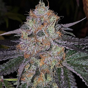Fruit Dropss - Feminized - The Plug Seedbank