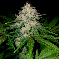 Sumo Seeds Berries & Cheese Feminized