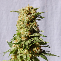 Kannabia Seeds La Blanca Feminized