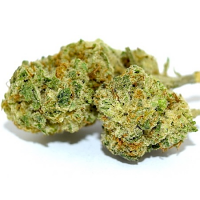 Bulk Seeds Lemon Diesel Feminized