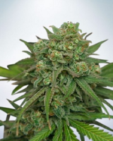 Ministry of Cannabis Seeds Instakush Feminized