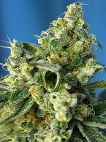 Sweet Amnesia Haze - Feminized - Sweet Seeds