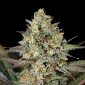 Kush Mass – Feminized – Garden of Green