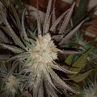 Soma Seeds Buddha's Sister Feminised