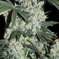 Super Strains 7th Wave Feminized