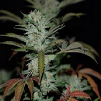 Reserva Privada Seeds Sour Kush AKA Headband Regular