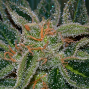 Skunk XXX - Regular - T.H.Seeds