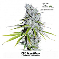 CBD Skunk Haze® - Feminized - Dutch Passion