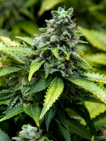 Advanced Seeds Early Widow Feminized