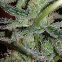 Connoisseur Genetics Seeds Silver Nevil Feminized