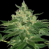 World of Seeds Landrace Afghan Kush Regular