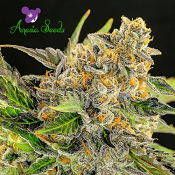 Strawberry Kush - Feminized - Anesia Seeds
