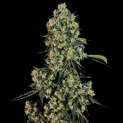 Banana Kush Cake - Feminized - Sensi Seeds Research