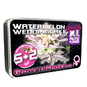 Watermelon Weddingcake Double XL Auto - Feminized - Growers Choice