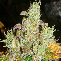 Lady Sativa Genetics Seeds Orange Diesel Regular