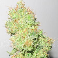 Medical Seeds Y Griega CBD Feminized