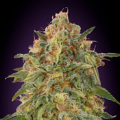 Zkittlez - Feminized - Advanced Seeds