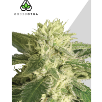 Auto Seeds Auto #1 Feminized